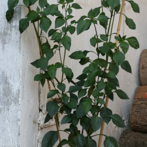 Piment d`Espelette.JPG