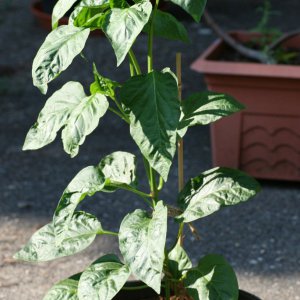 Pimiento Largo de Reus.JPG