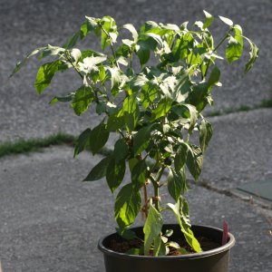 Early Jalapeno 1.JPG