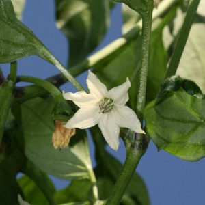 Early Jalapeno 2.JPG
