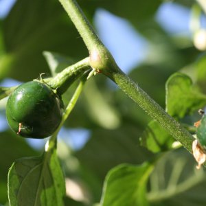 Early Jalapeno 3.JPG