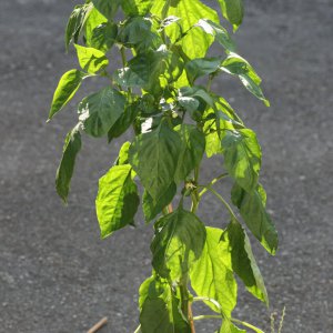 Pimiento Quadrato d`Asti Giallo 1.JPG