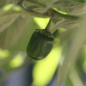 Rocoto Big Brown 1.JPG