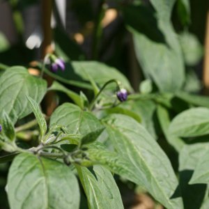Rocoto Big Brown 2.JPG