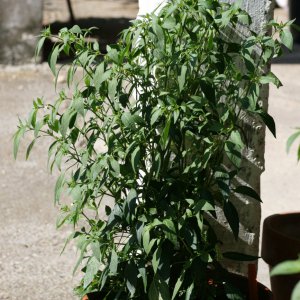 Thai Chili gelb 1.JPG