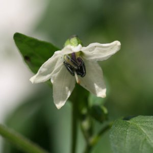 Thai Chili gelb 2.JPG