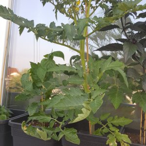 Fleischtomate