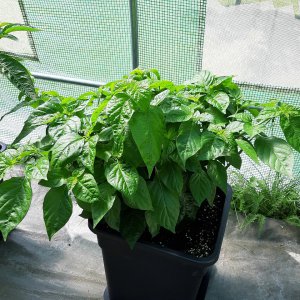 Scotch Bonnet MOA 1 27.6