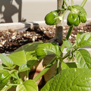Aji Dulce Rojo