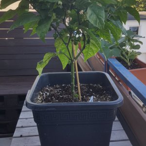 Carolina Reaper