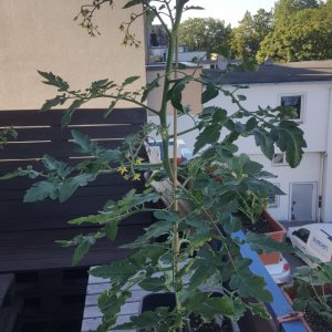 Cherry Tomate