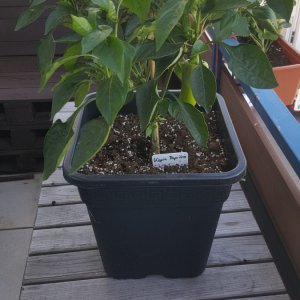 Kapia Paprika (Spitzpaprika)