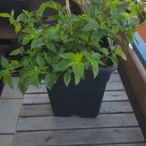 Orange Lantern