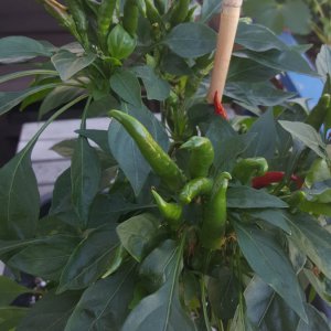 Thai Red Hot Früchte