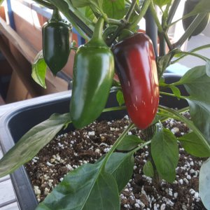 Jalapeno Colima Früchte