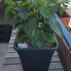 Jalapeno Colima