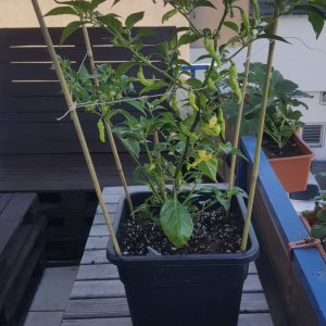 Murupi Amarela