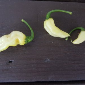 Erste Früchte der Murupi Amarela