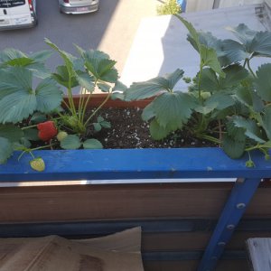 Erdbeeren