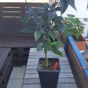 Pimenta Lisa von Josch