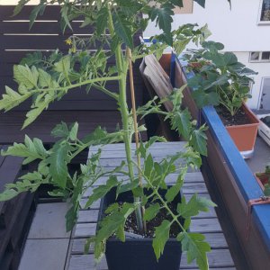 Fleischtomate