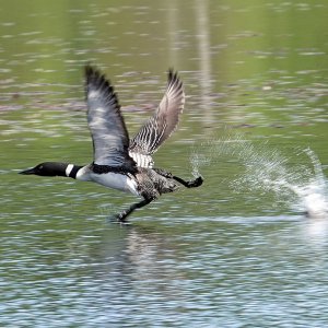 Loon
