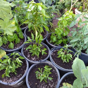 IMG_20190627_diverse Chilis.jpg