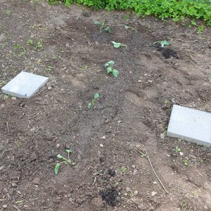 15.06.19    Blumenkohl.jpg