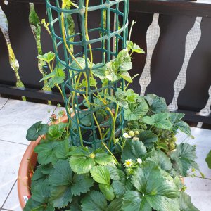 25.06.19    Erdbeeren.jpg