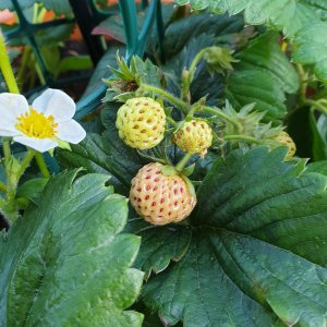 25.06.19    Erdbeeren weiss.jpg