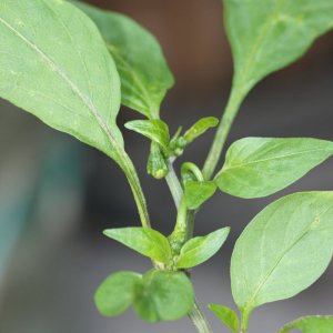 Jalapeno 2.JPG