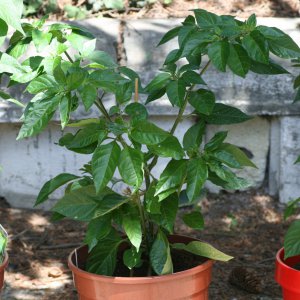Carbonero 1.JPG