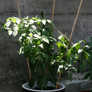 Chile Negro 1.JPG