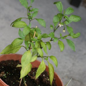 Jalapeno 1.JPG