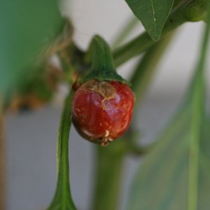 IMG_3494.JPG