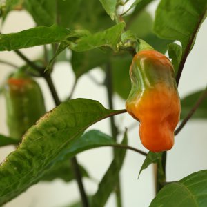 20190628-habanada-HM6C6277.jpg