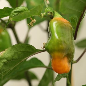 20190628-habanada-HM6C6274.jpg
