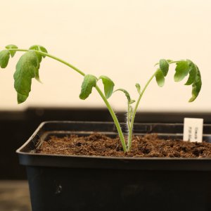 20190627-tomate-p20-stecki-HM6C6271.jpg