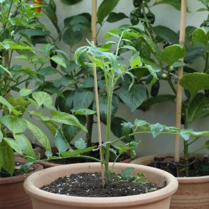 20190627-tomate-p20-tiefgelegt-HM6C6270.jpg