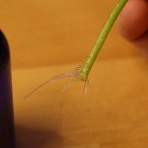 20190625-tomate-p20-stecki-HM6C6267.jpg