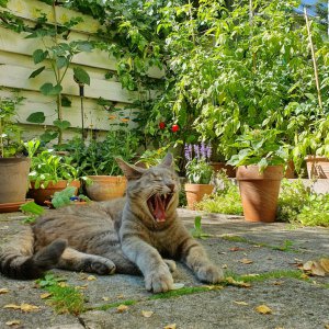 20190628_160248-terrassenwaechter.jpg
