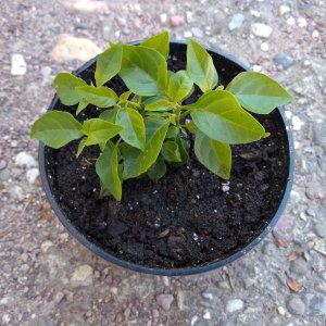 Flexuosum für Capsium1.jpg
