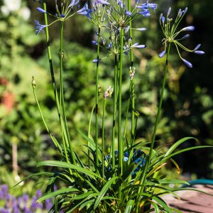 2019_06_30_agapanthus.jpg