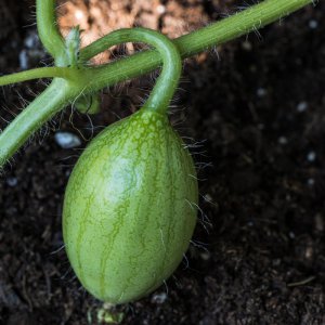 2019_06_30_melone sweet siberian2.jpg
