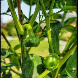 Chilhuacle Negro - Beeren