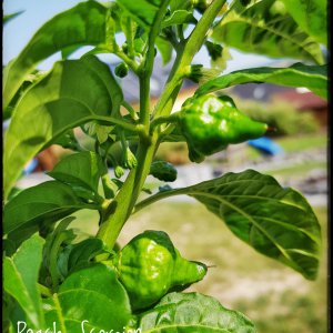 Peach Scorpion - Beeren