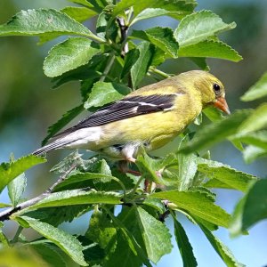 Goldfinch