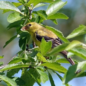 Goldfinch