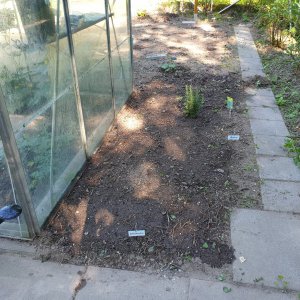 29.06.19    Garten rechts Kräuterbeet.jpg