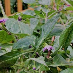 Costa Rican red